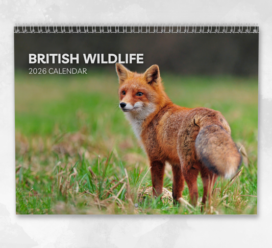 British Wildlife Calendar 2026