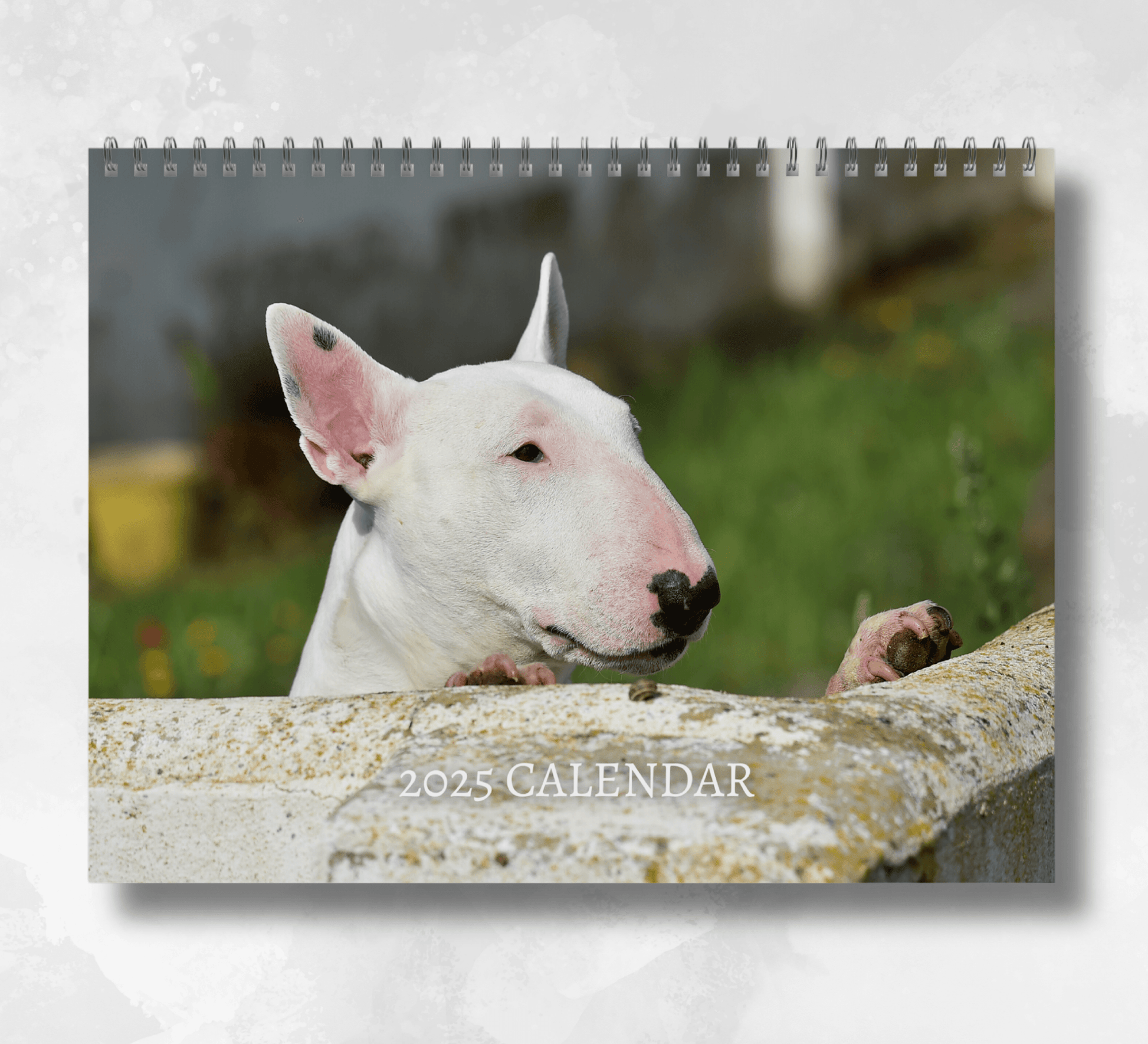 2025 bull terrier calendar featuring the head of a bull terrier peeking over a white wall, with a grassy background.