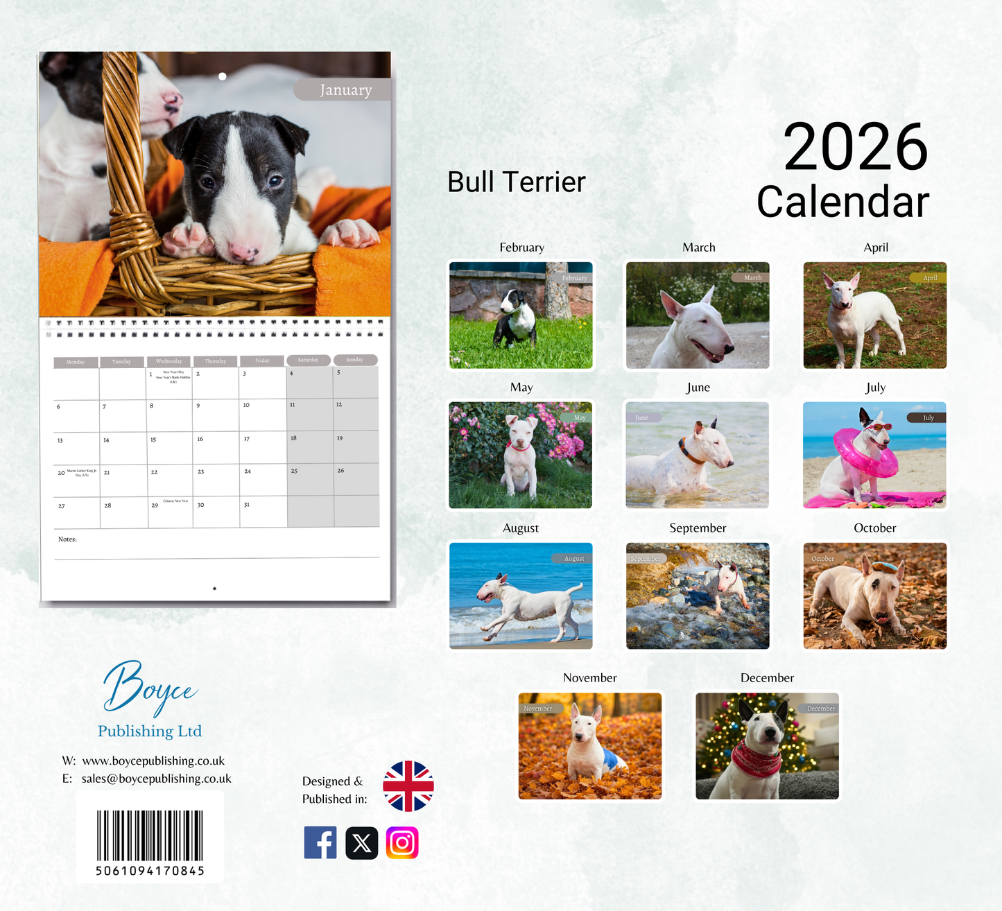 Bull Terrier Calendar 2026