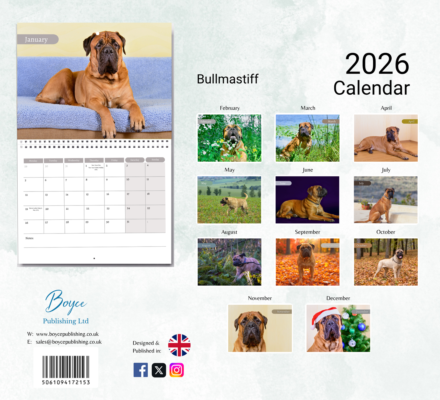 Bullmastiff Calendar 2026