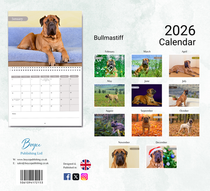 Bullmastiff Calendar 2026