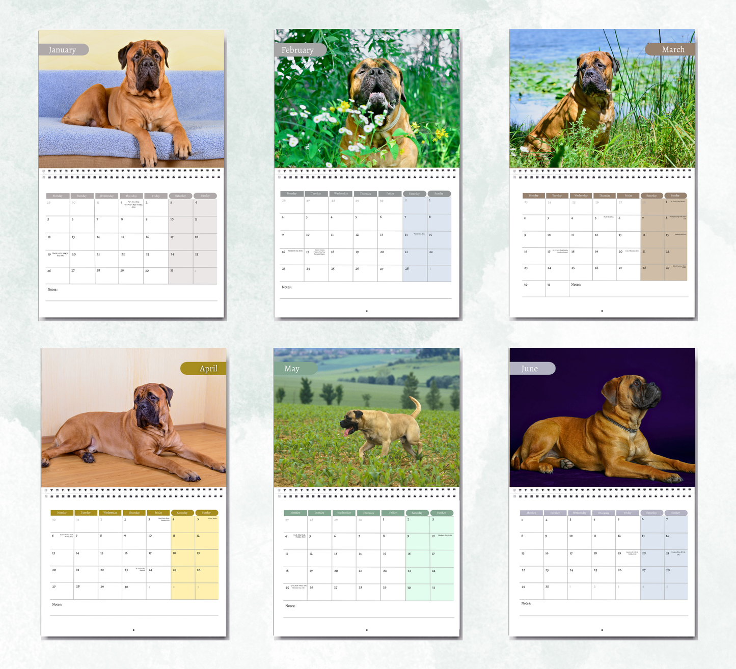 Bullmastiff Calendar 2026