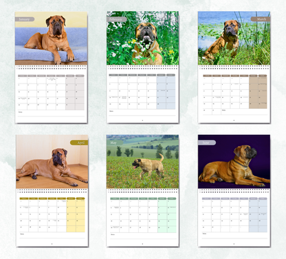 Bullmastiff Calendar 2026