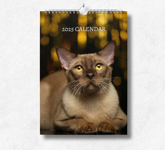 2025 Burmese Cat calendar featuring a burmese cat laying flat down looking up, upon a black flooring and a sparkling background.