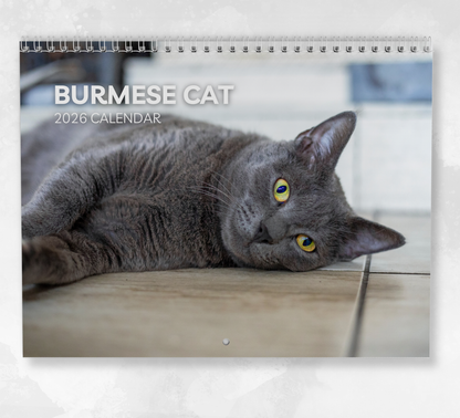 Burmese Cat Calendar 2026