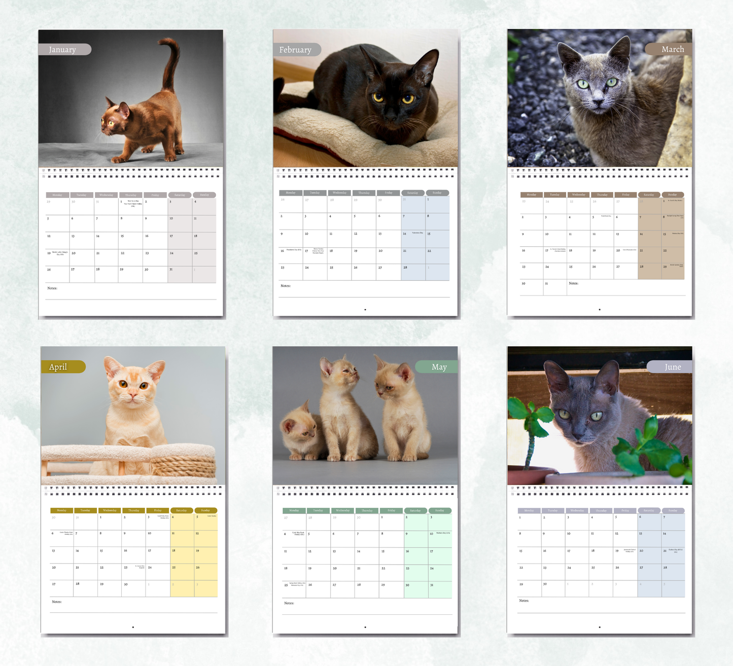Burmese Cat Calendar 2026