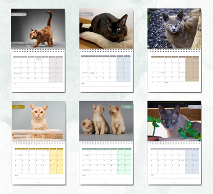 Burmese Cat Calendar 2026