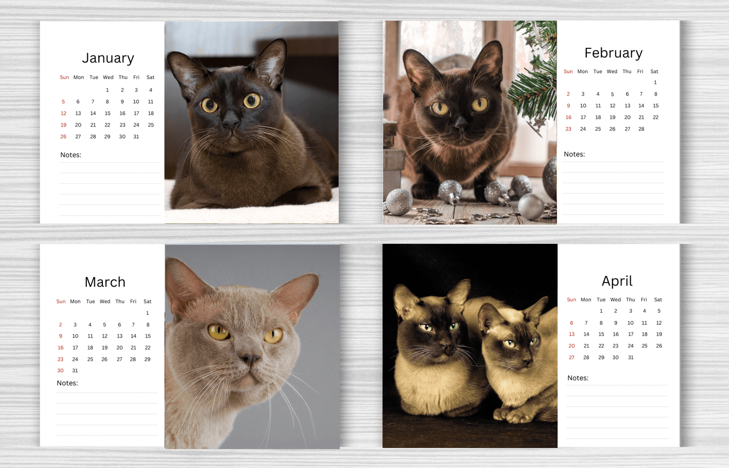 Burmese Cat Desk Calendar 2025