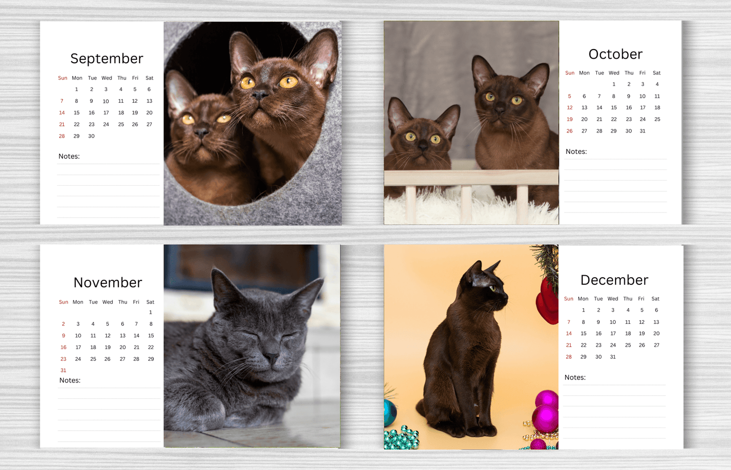 Burmese Cat Desk Calendar 2025