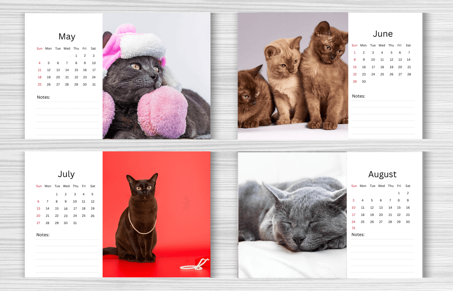 Burmese Cat Desk Calendar 2025