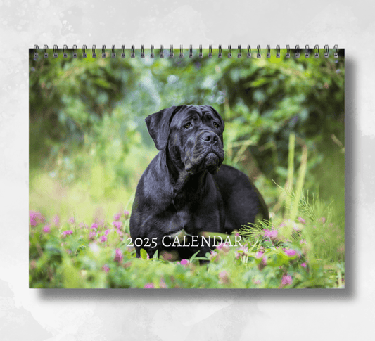 2025 Cane corso calendar featuring a cane corso standing in a field of longish grass and small budding purple flowers.