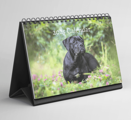 Cane Corso Desk Calendar 2025