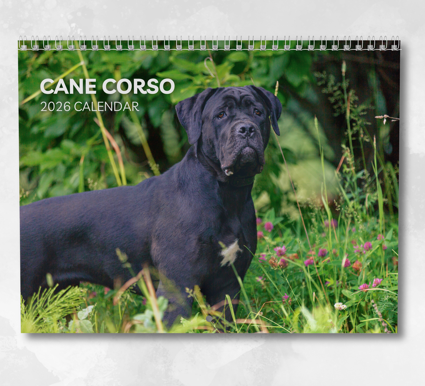 Cane Corso Calendar 2026