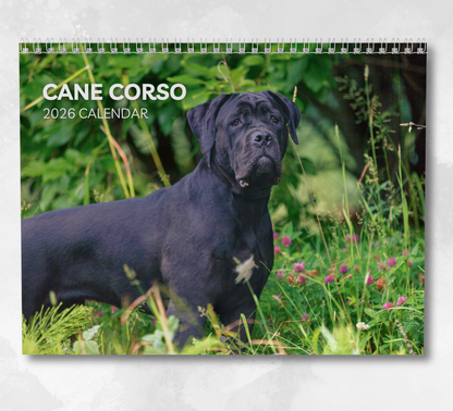Cane Corso Calendar 2026