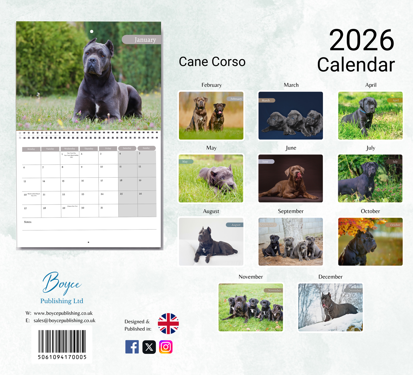 Cane Corso Calendar 2026