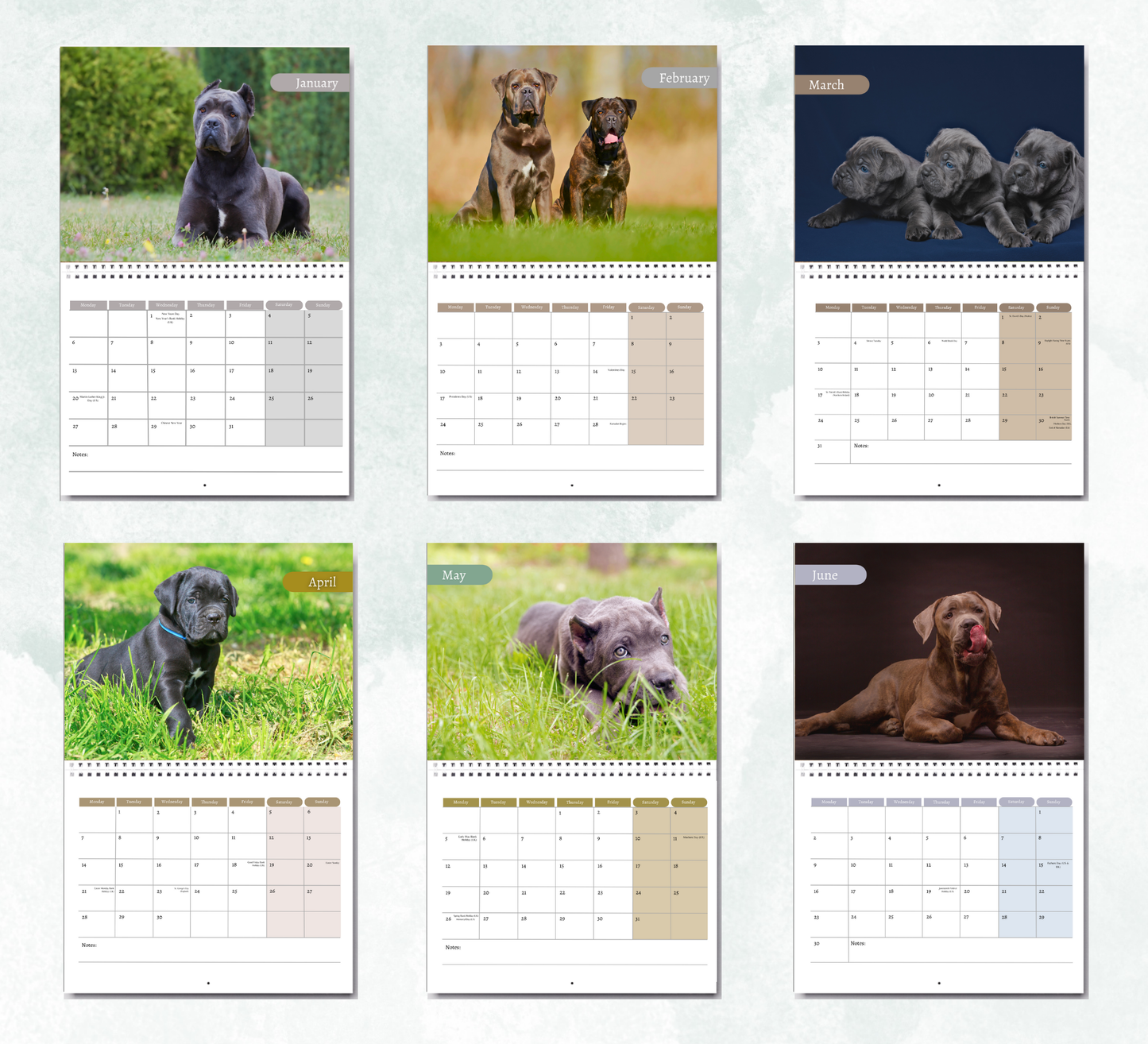 Cane Corso Calendar 2026