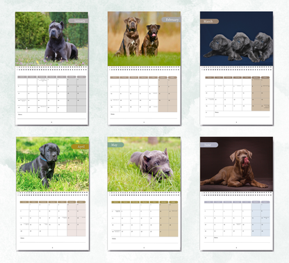 Cane Corso Calendar 2026