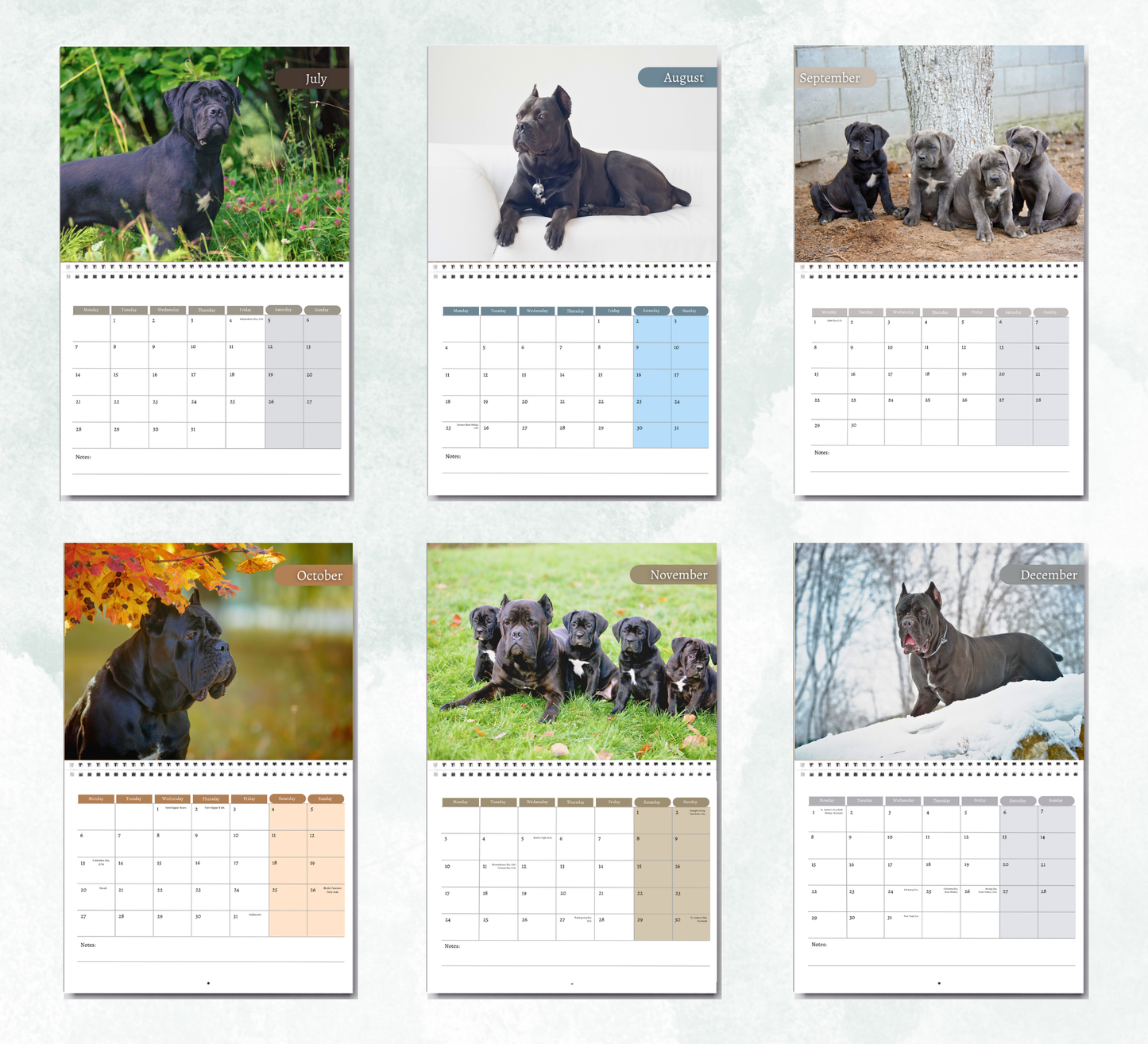 Cane Corso Calendar 2026