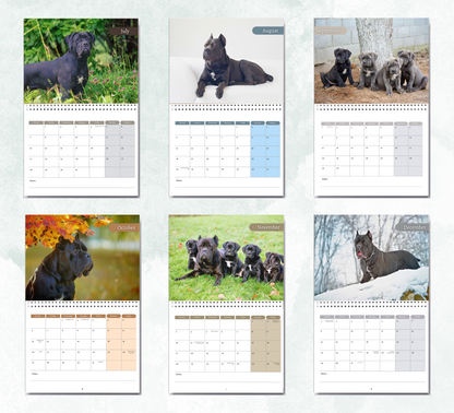 Cane Corso Calendar 2026