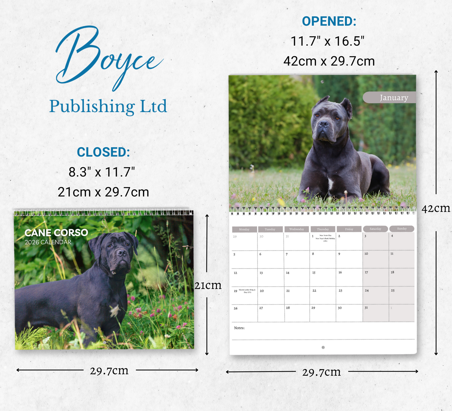 Cane Corso Calendar 2026