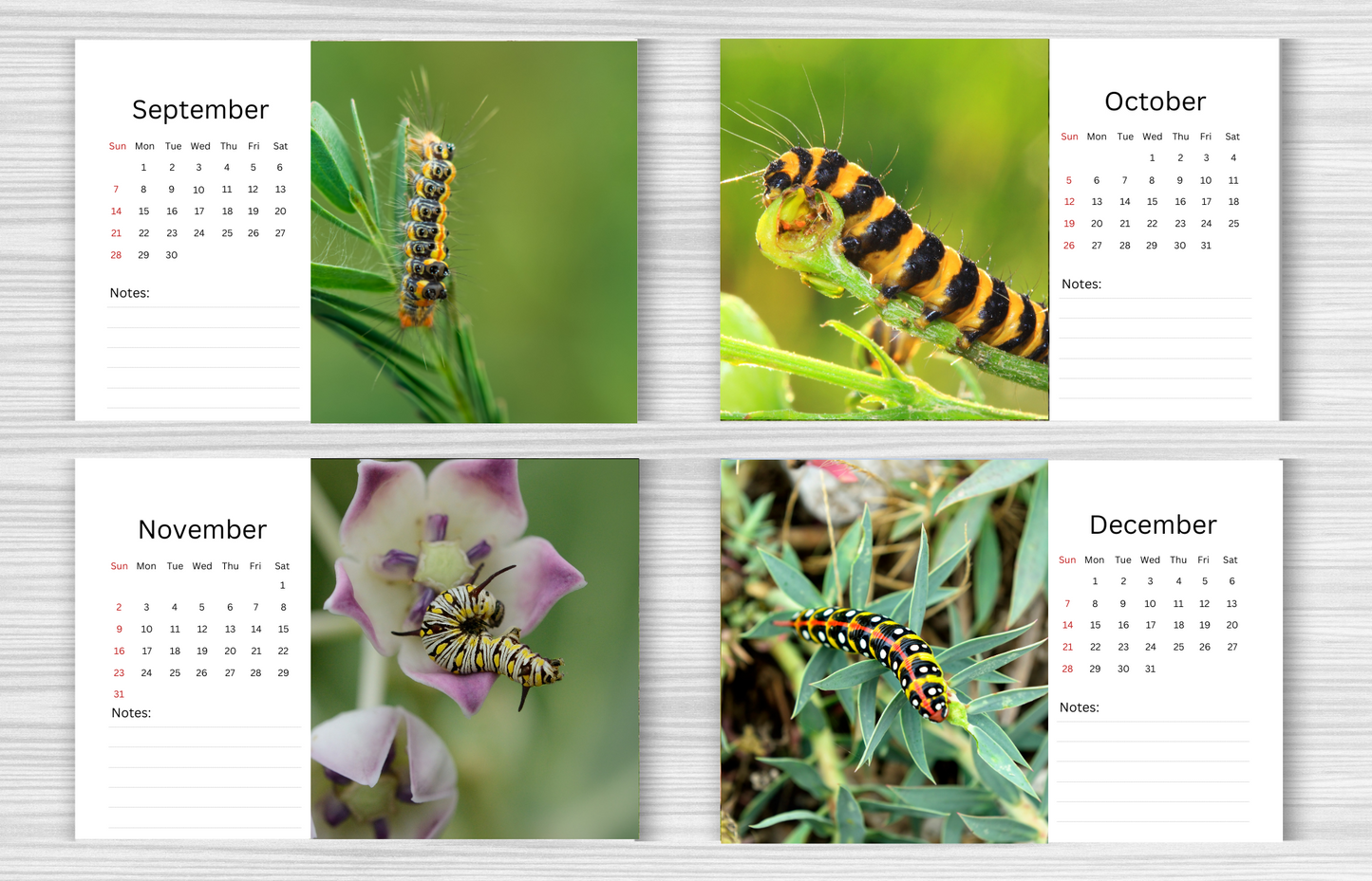 Caterpillar Desk Calendar 2025