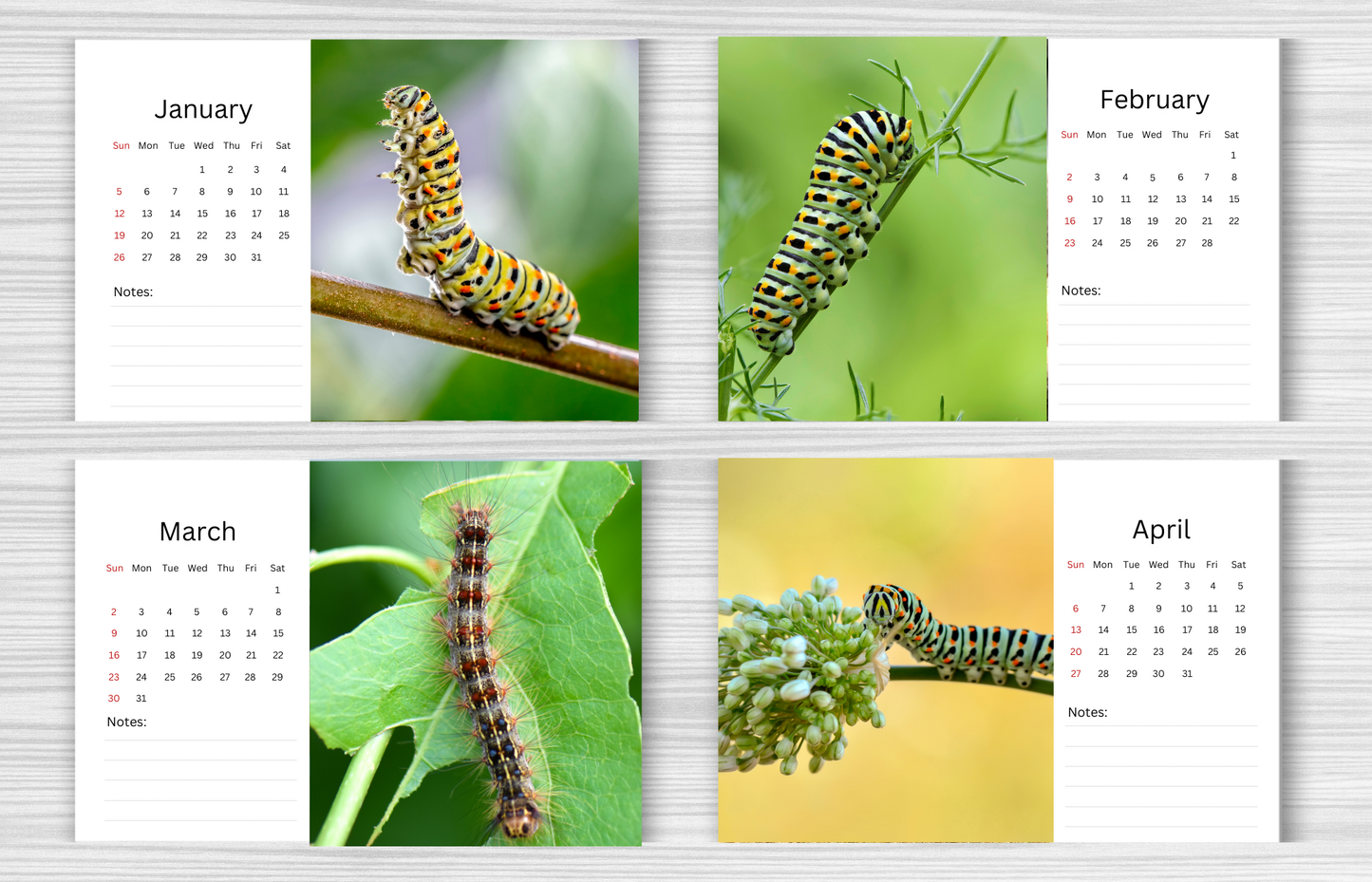 Caterpillar Desk Calendar 2025