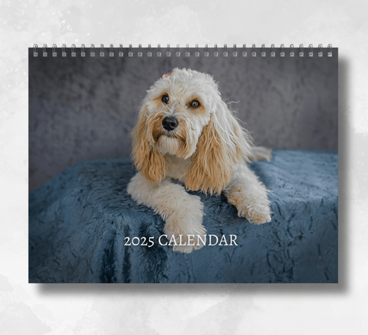 2025 cavapoo calendar featuring a white cavapoo lying down on a table with a blue sheet on a grey background.