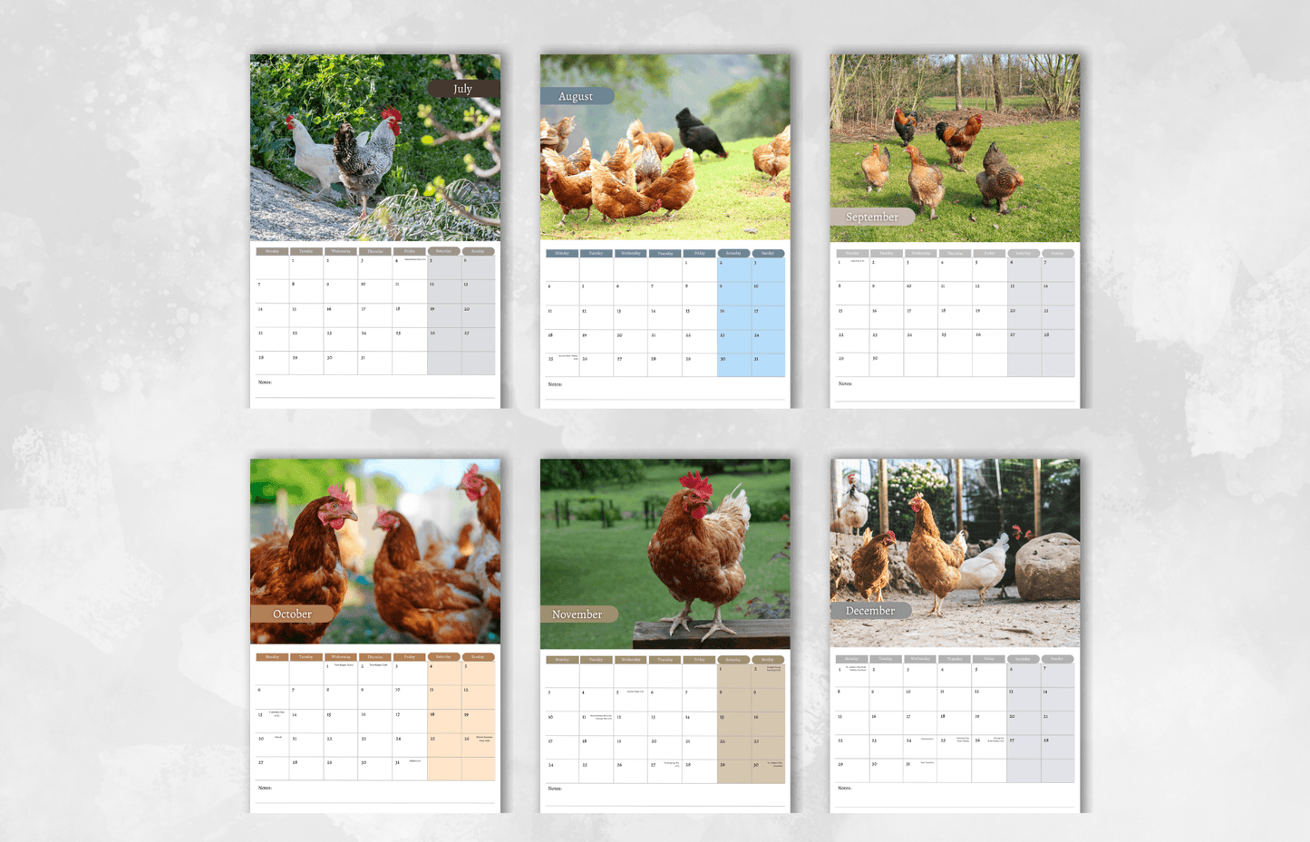 Chicken Calendar 2025