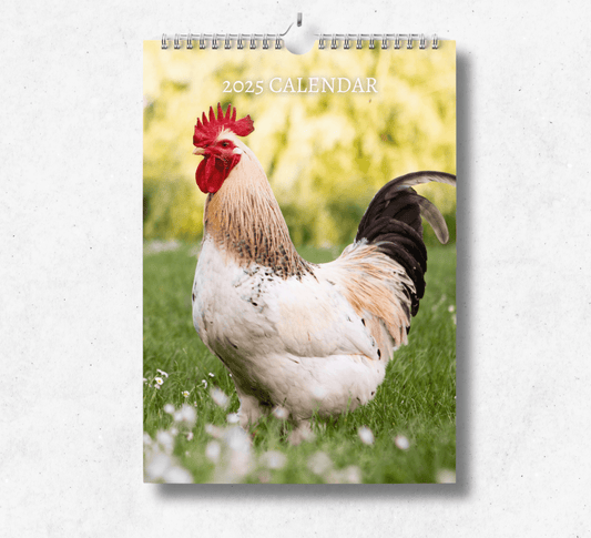 2025 Chicken calendar featuring a white chicken in a grass field surrounded by dandilions.