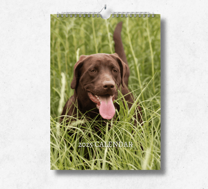 2025 Chocolate Labrador calendar featuring a chocolate labrador in a field of long grass sticking their tongue out.