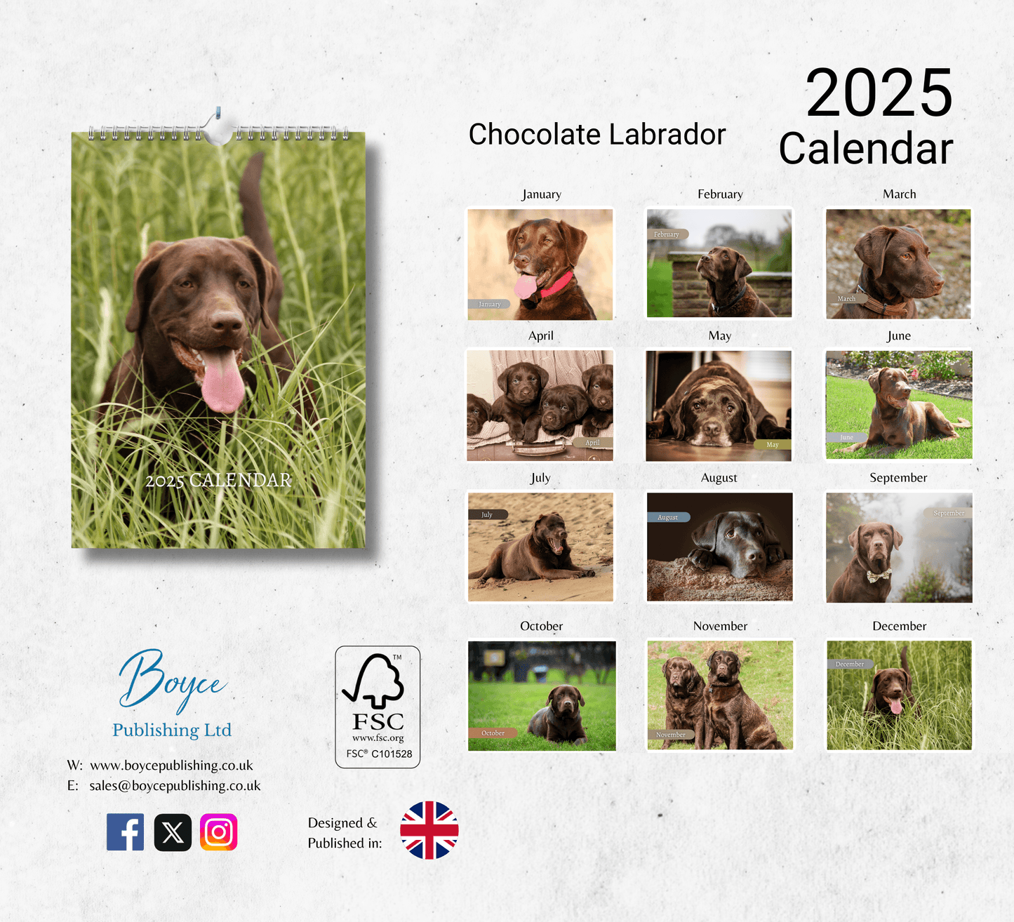 Chocolate Labrador Calendar 2025