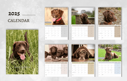 Chocolate Labrador Calendar 2025