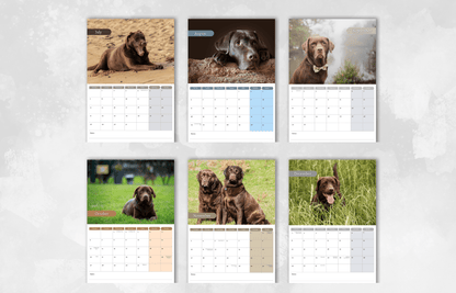 Chocolate Labrador Calendar 2025