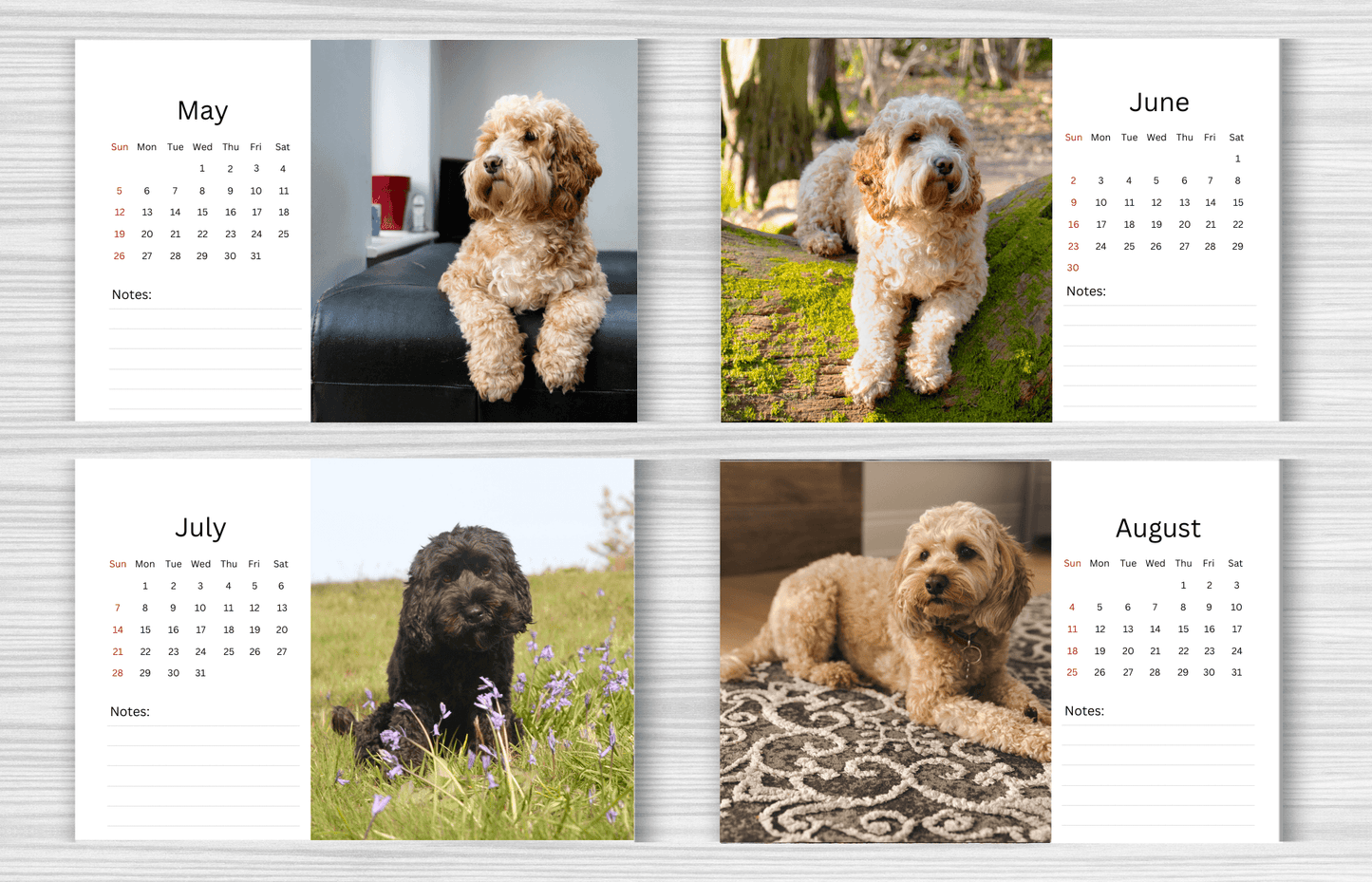 Cockapoo Desk Calendar 2025