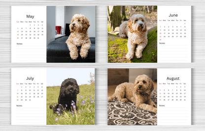 Cockapoo Desk Calendar 2025