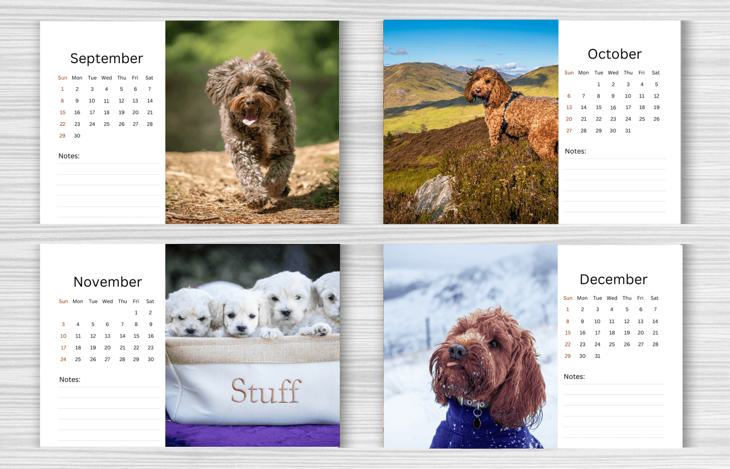 Cockapoo Desk Calendar 2025