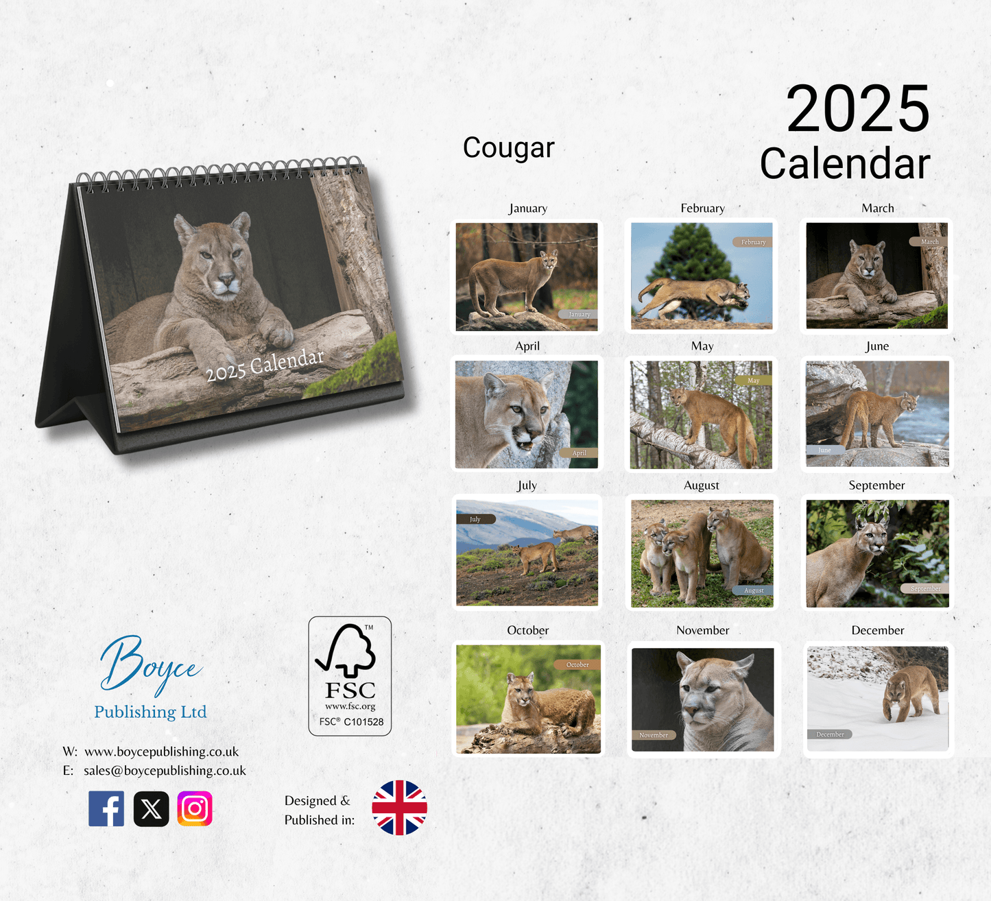 Cougar Desk Calendar 2025