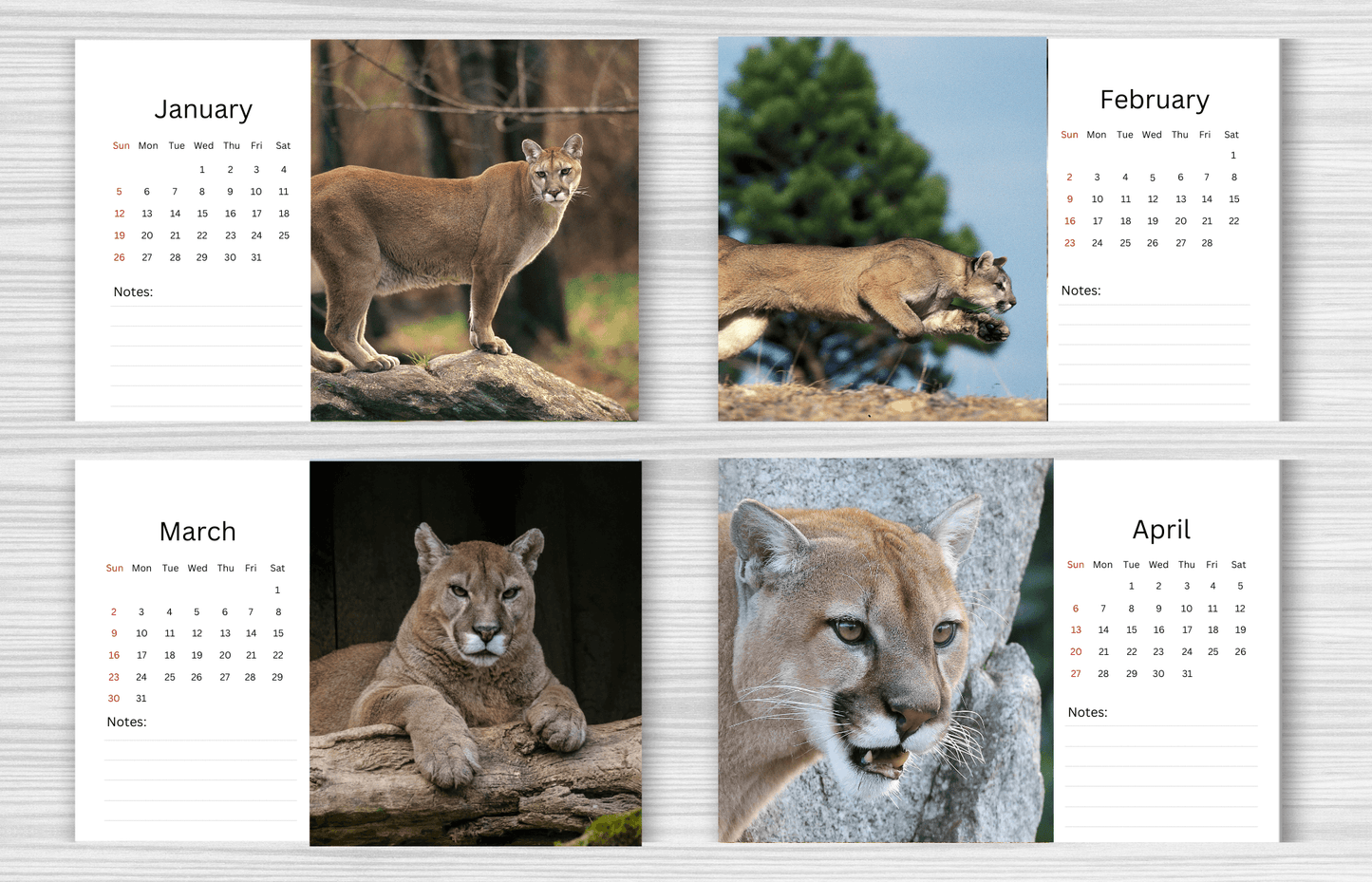 Cougar Desk Calendar 2025