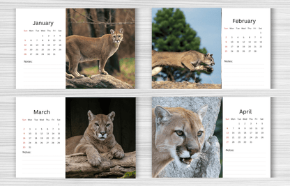 Cougar Desk Calendar 2025