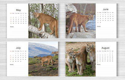 Cougar Desk Calendar 2025