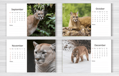 Cougar Desk Calendar 2025