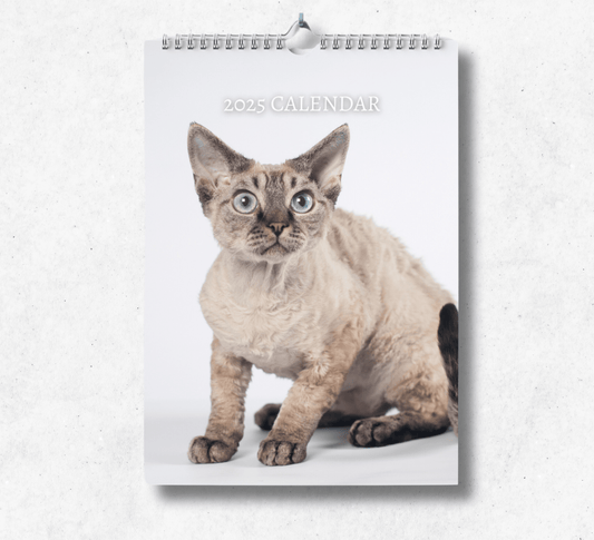 2025 devon rex calendar featuring a light grey devon rex inquisitively looking towards the camera upon a white background.