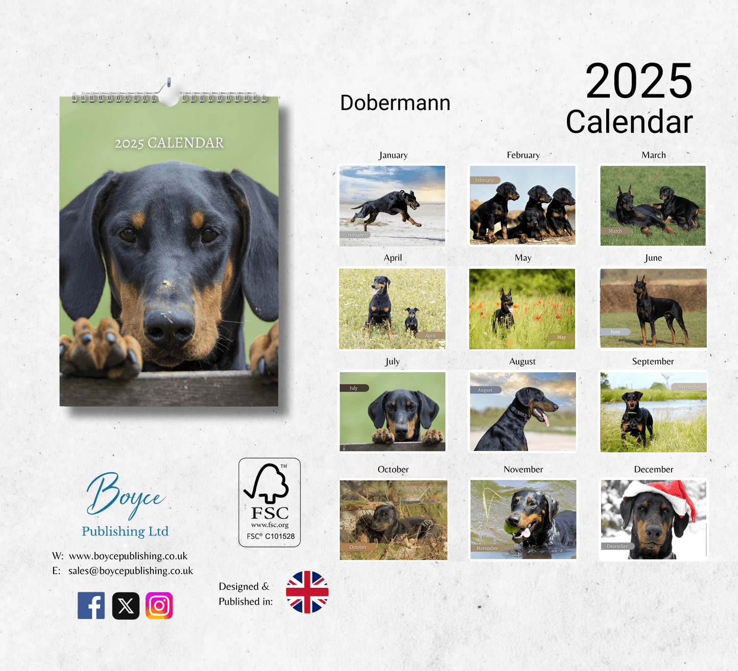 Dobermann Calendar 2025