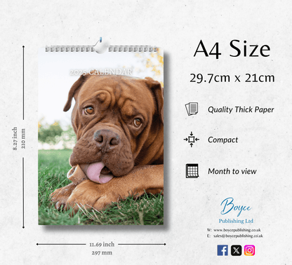 Dogue De Bordeaux Calendar 2025