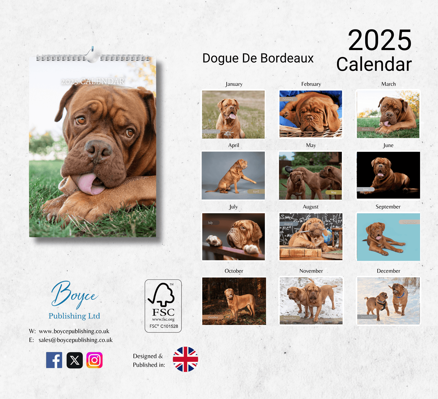 Dogue De Bordeaux Calendar 2025