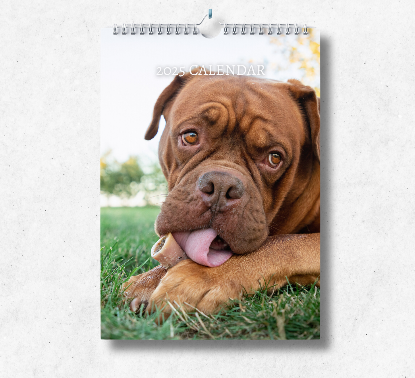 2025 dogue de bordeaux calendar featuring a brown french mastiff laying on the floor licking their paw.