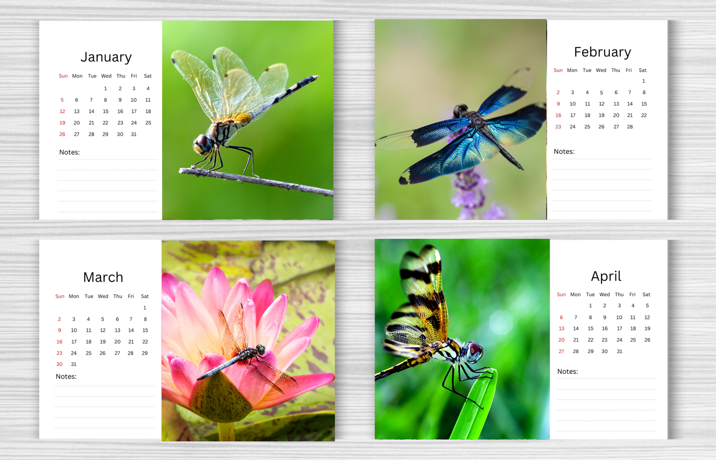 Dragonfly Desk Calendar 2025