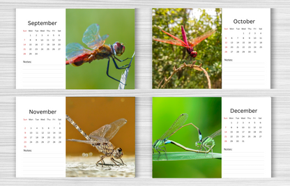 Dragonfly Desk Calendar 2025