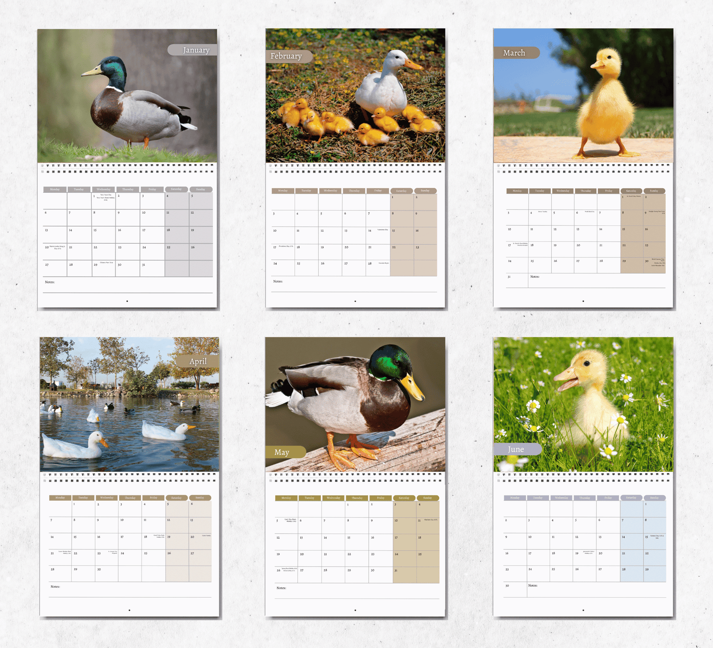 Duck Calendar 2025