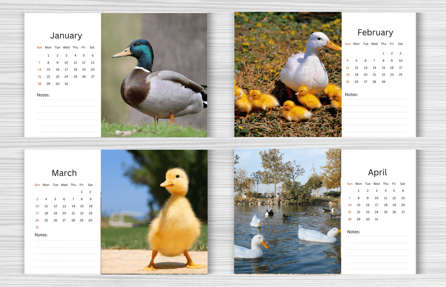 Duck Desk Calendar 2025